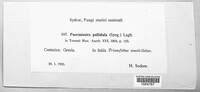 Pucciniosira pallidula image